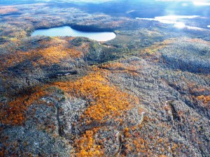 La forêt, entre automne et hiver
